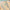 43 Texture Comb